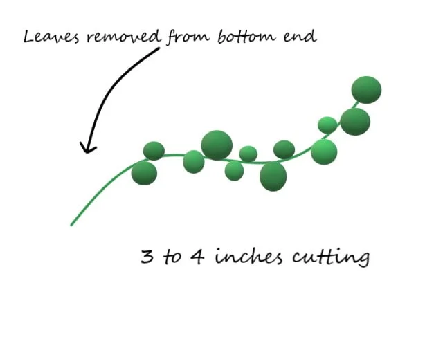 stem-cuttings