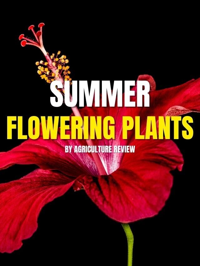 List Of Summer Flowering Plants