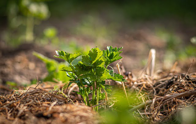 acchandana, mulching, 