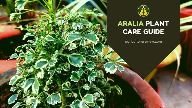ARALIA CARE: How To Care For Aralia