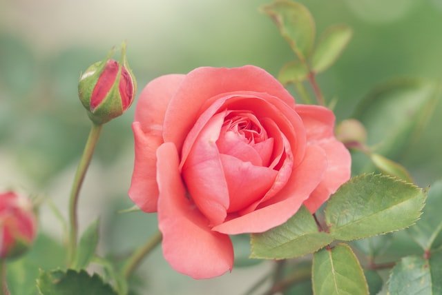 how to grow rose, rose plant, rose cutting, rose, 