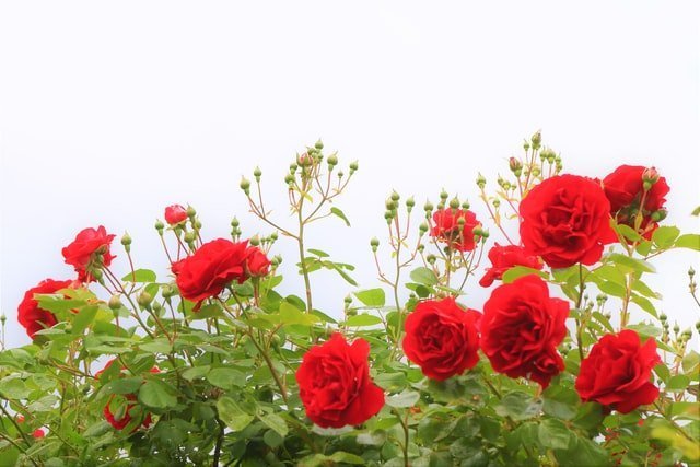 rose plant, red roses, 