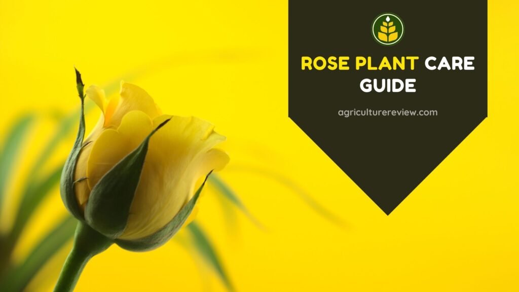 rose-plant-care-guide