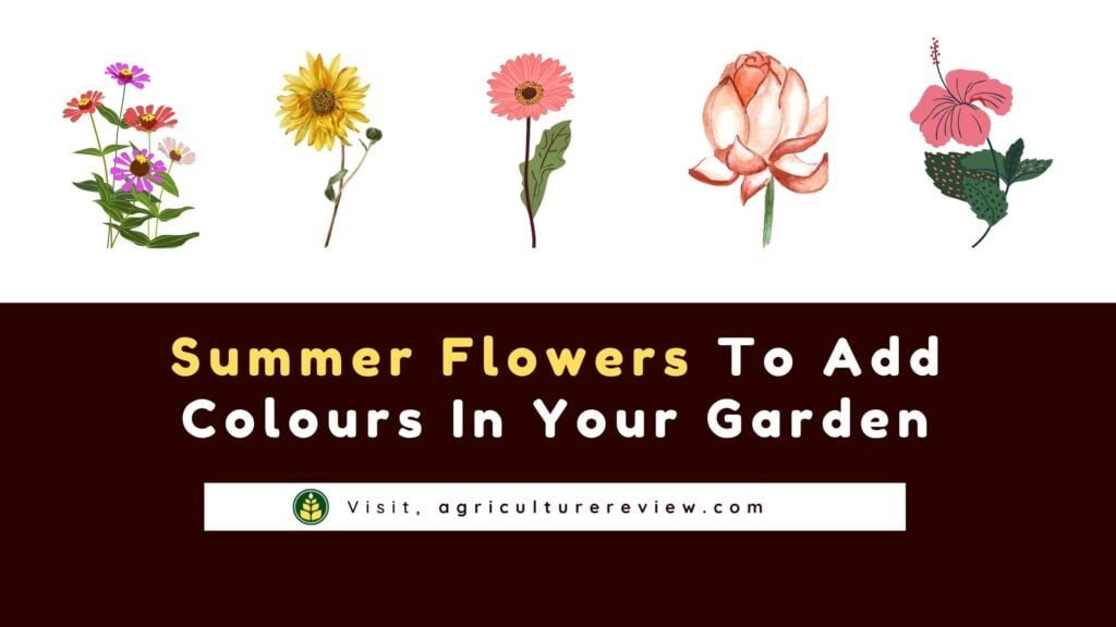 summer flowering plants, summer flowering plants for india, summer flowers,