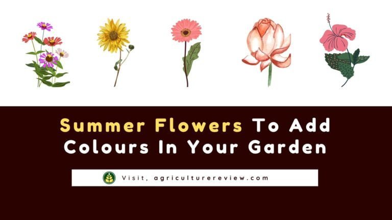 Summer Flowering Plants: 10 Awesome Summer Flowers For Your Garden