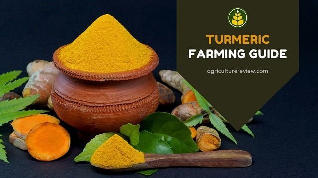 Turmeric Farming Guide: Guide To Start Your Own Turmeric Farm