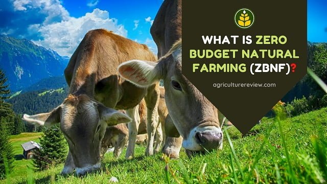 What Is Zero Budget Natural Farming(ZBNF)? Complete Guide