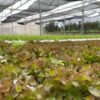 hydroponics-farm