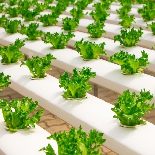 lettuce-hydroponics