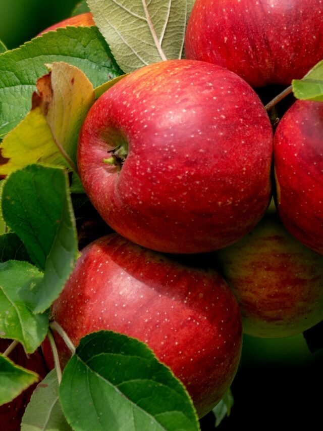 Apple Farming Guide To Increase Farmer’s Income !