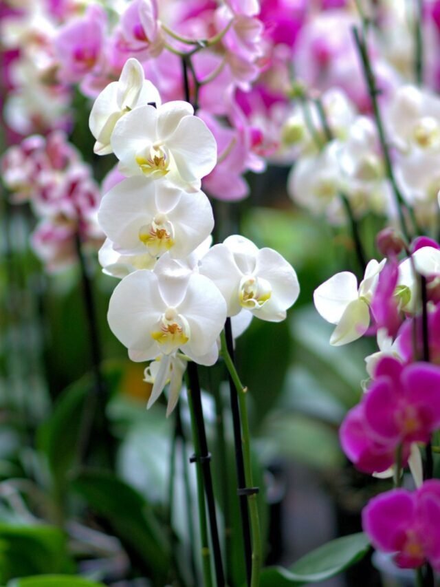 Orchid Farming Guide