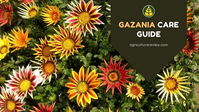 GAZANIA CARE: How To Grow And Care For Gazania Plant
