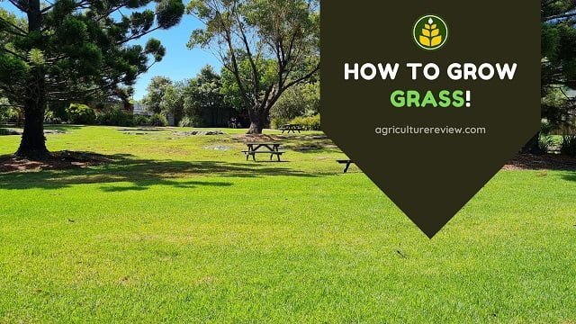How To Grow Grass: Step By Step Guide To Grow Grass!