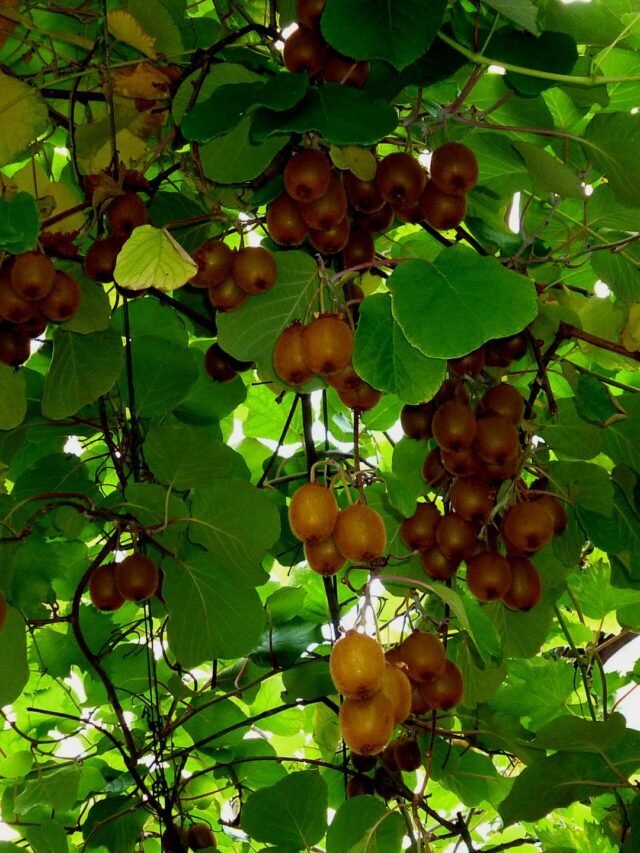 Kiwi Farming Guide For Farmer’s Welfare