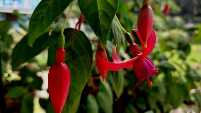 fuchsia flower, fuchsia plant,