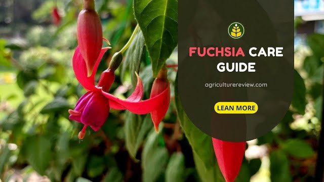 how-to-care-for-fuchsia-plant