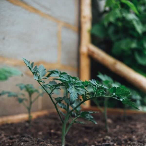 how-tomato-seed-grows