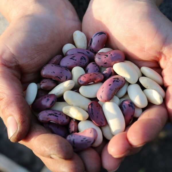 seeds-of-bean