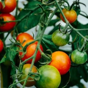 tomato-fruits