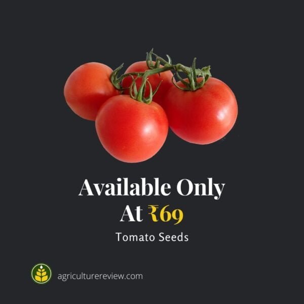 tomato-seeds
