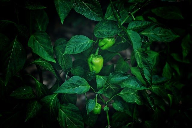 bell pepper plant, capsicum plant, 