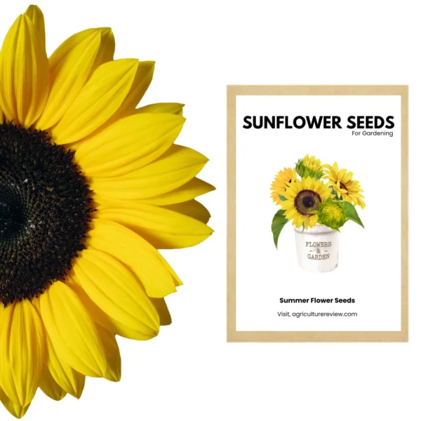 buy-sunflower-seeds-from-agriculture-review