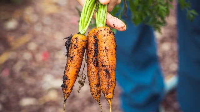 carrot plant,