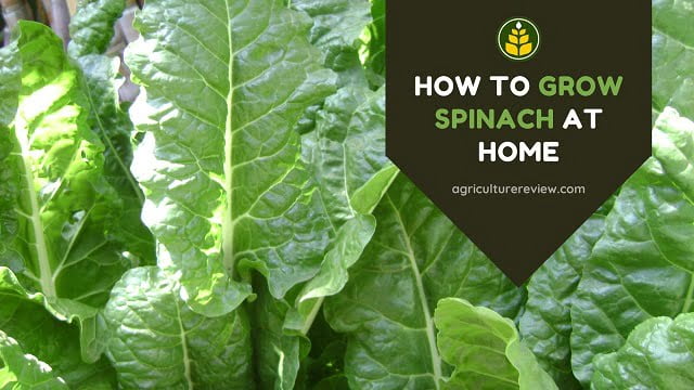 HOW TO GROW SPINACH AT HOME: Step by step guide