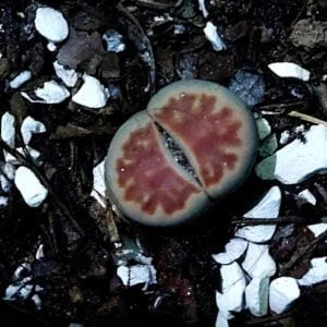 lithops-plant-price