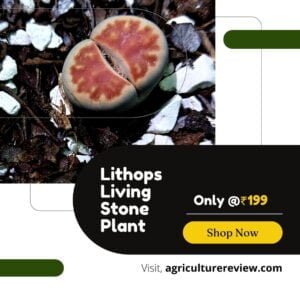lithops-living-stone-plant-for-sale