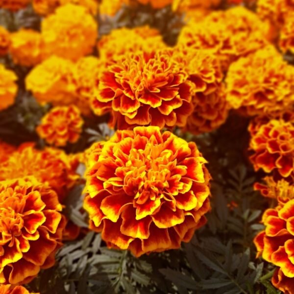 marigold-flowers