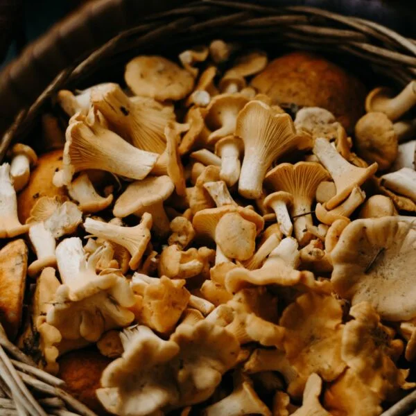 oyster-mushroom-harvested