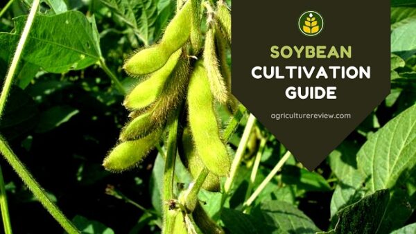 Soybean Crop And Cultivation - Agriculture Review