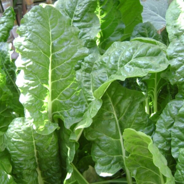 spinach-plant