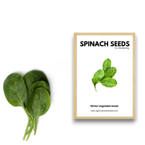 spinach-seeds-for-gardening
