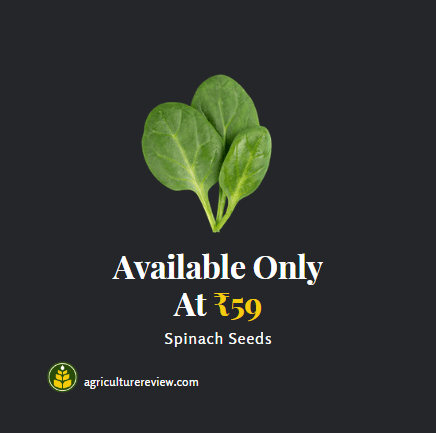 spinach-seeds