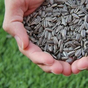 sunflower-seeds-for-sell