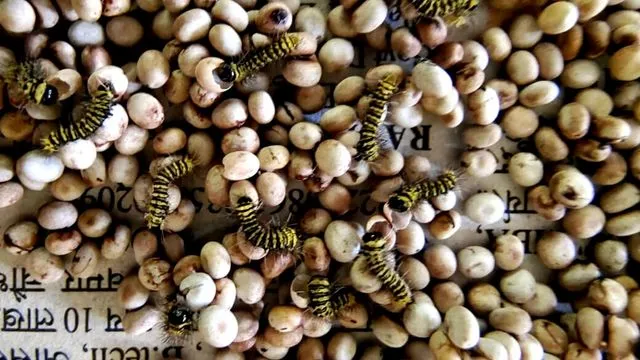 antheraea assamensis, muga silkworm,