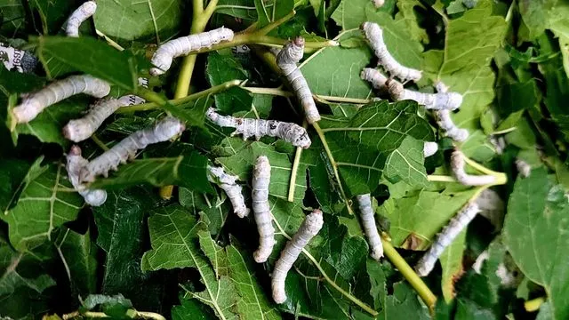 bombyx mori, mulberry silkworm, sericulture,