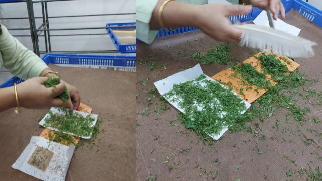 brushing, brushing of silkworms,