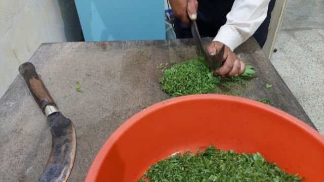 mulberry leaves chopping, chawki rearing,