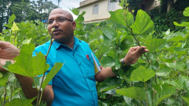 mulberry plants, mulberry farm, 