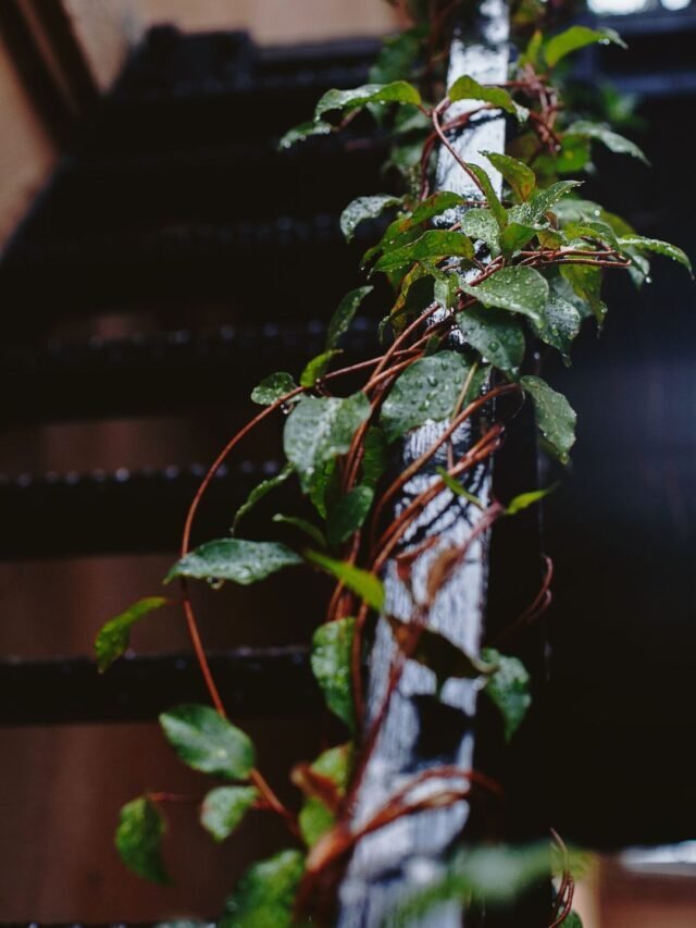Climbing Plants Names With Pictures!
