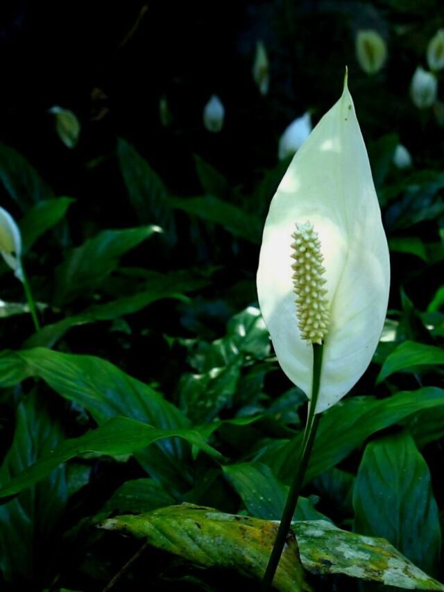 How To Care For Peace  Lily Plant?