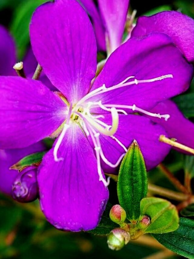 How To Grow & Care For Princess Flowering Plant
