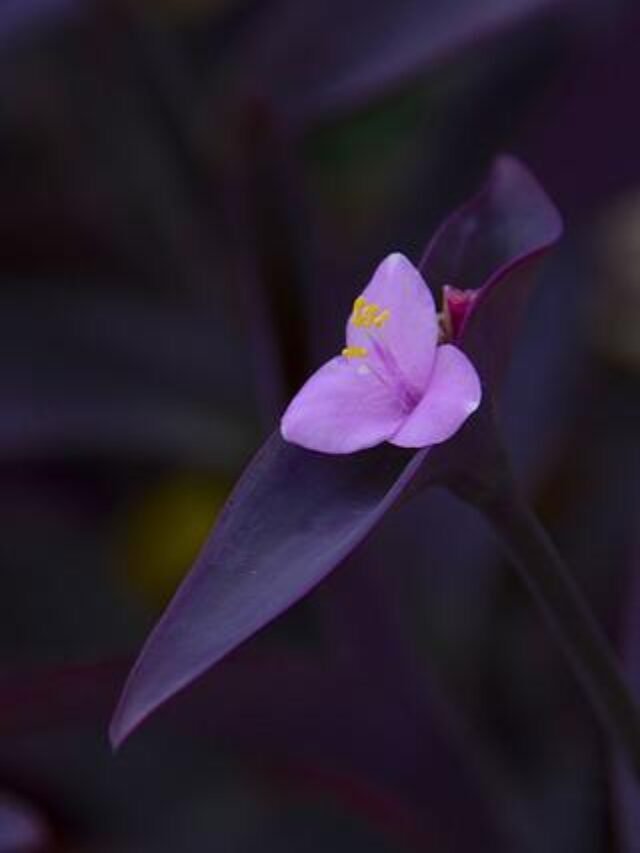 How To Grow Purple Heart Plant That Purifies Air!