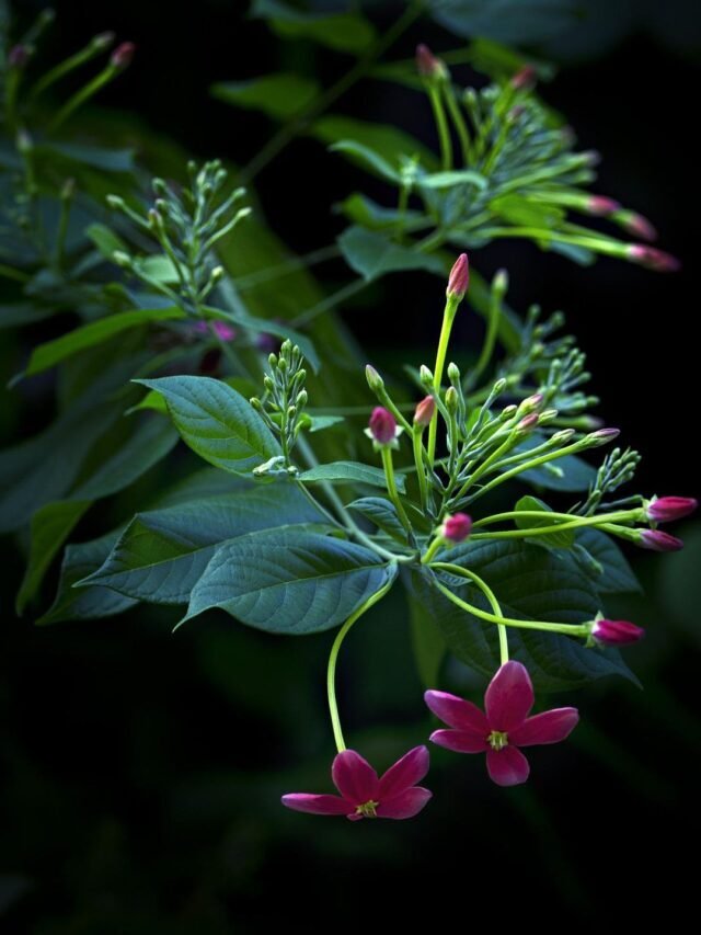 How To Grow & Care For Rangoon Creeper