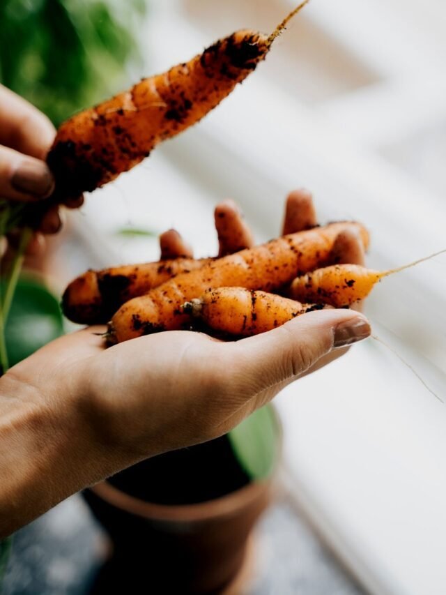 What To Plant In August?