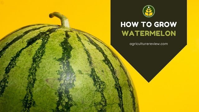 How To Grow Watermelon: Watermelon Plant Care & Gardening Advice