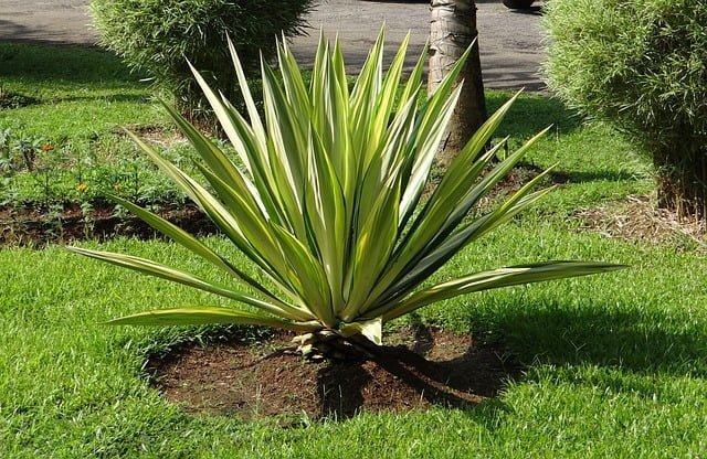 mauritius hemp plant,
